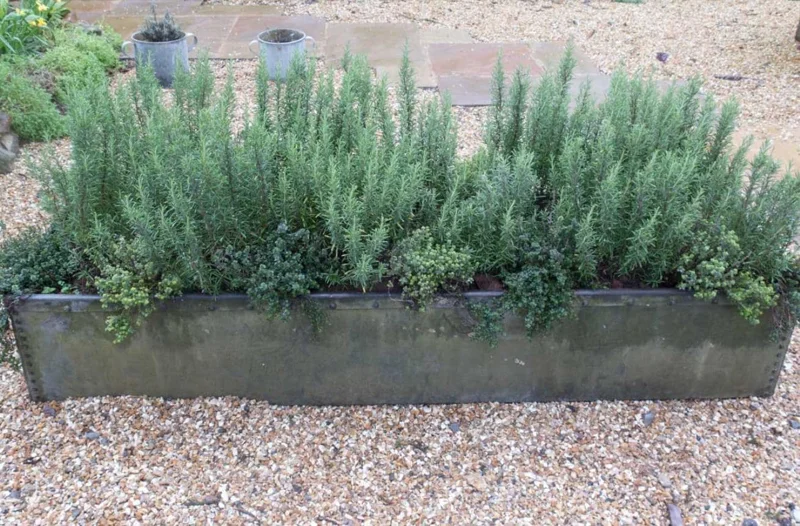 Rosemary Live Plant – 10-inch Tall Culinary Herb in 4-inch Pot – Outdoor - Image 3