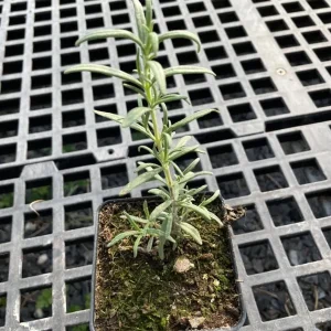 Rosemary Live Plant – 10-inch Tall Culinary Herb in 4-inch Pot – Outdoor - Image 4