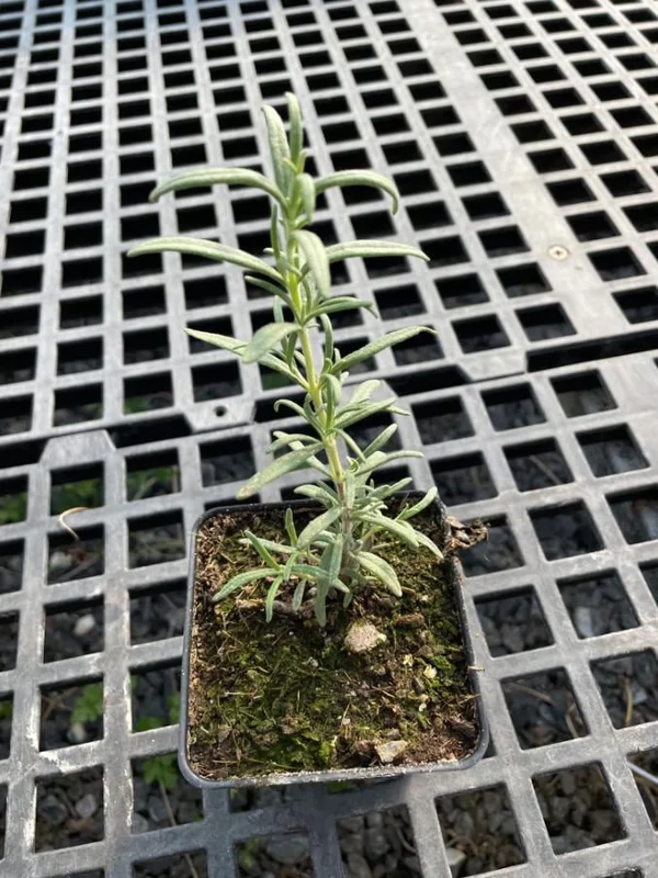 Rosemary Live Plant – 10-inch Tall Culinary Herb in 4-inch Pot – Outdoor - Image 4