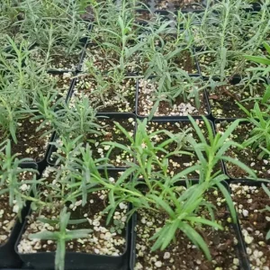 Rosemary Live Plant – 10-inch Tall Culinary Herb in 4-inch Pot – Outdoor - Image 5