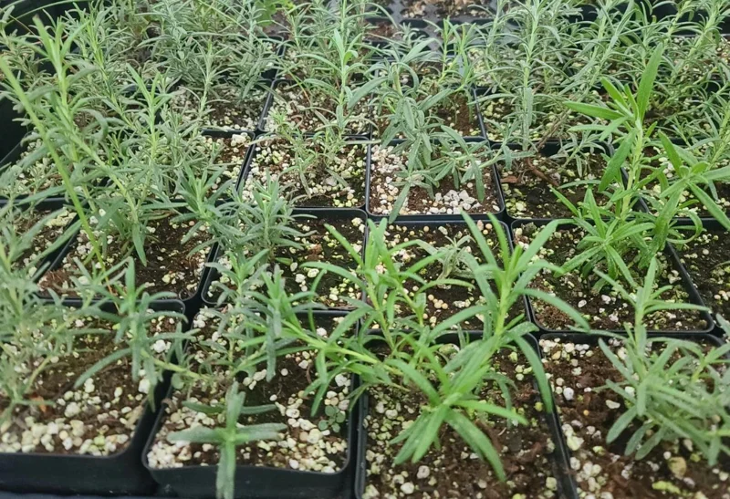 Rosemary Live Plant – 10-inch Tall Culinary Herb in 4-inch Pot – Outdoor - Image 5