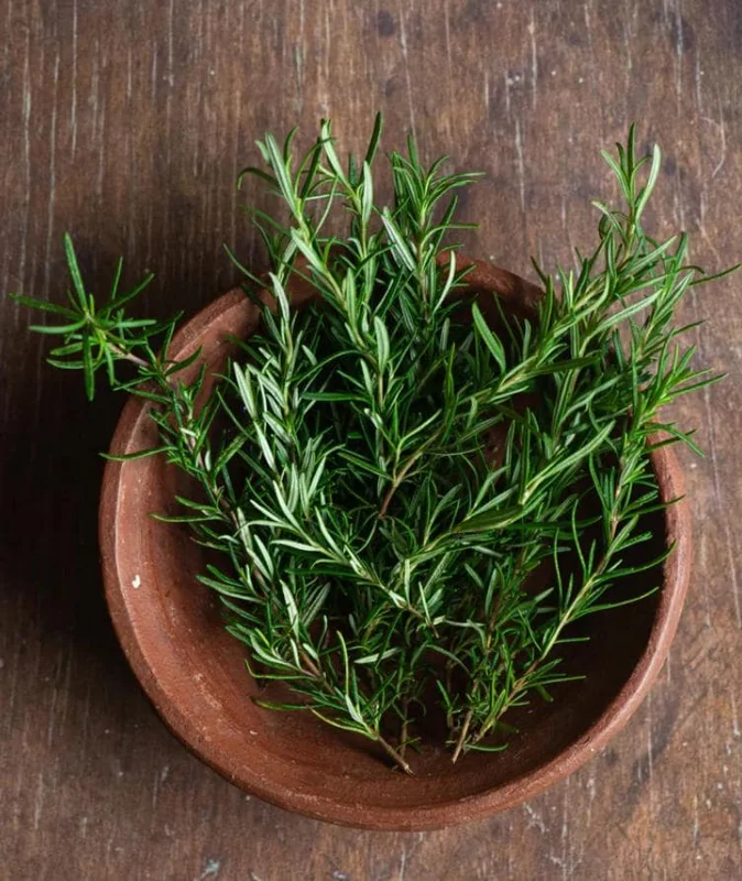 Rosemary Live Plant – 10-inch Tall Culinary Herb in 4-inch Pot – Outdoor - Image 6