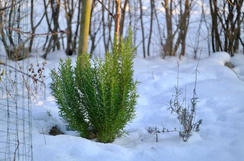 Rosemary Live Plant – 10-inch Tall Culinary Herb in 4-inch Pot – Outdoor - Image 1