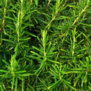 Rosemary Live Plant – 12-inch Tall – 4-inch Pot – Aromatic Culinary Herb - Image 2
