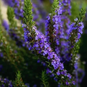 Rosemary Live Plant – 12-inch Tall – 4-inch Pot – Aromatic Culinary Herb - Image 3