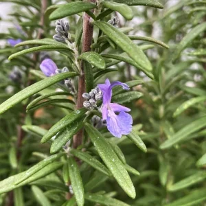 Rosemary Live Plant – 12-inch Tall – 4-inch Pot – Aromatic Culinary Herb - Image 4