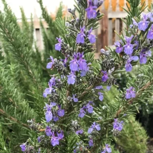 Rosemary Live Plant – 12-inch Tall – 4-inch Pot – Aromatic Culinary Herb - Image 1