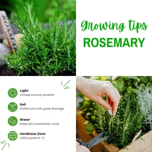 Rosemary Live Plant, 2-3 Inch Tall, Fragrant Herb for Patio & Garden, USDA Zones 7-10 - Image 2