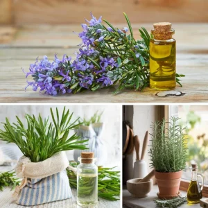 Rosemary Live Plant, 2-3 Inch Tall, Fragrant Herb for Patio & Garden, USDA Zones 7-10 - Image 3