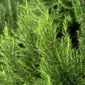 Rosemary Live Plant, 2-3 Inch Tall, Fragrant Herb for Patio & Garden, USDA Zones 7-10 - Image 4