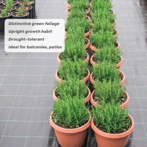 Rosemary Live Plant, 2-3 Inch Tall, Fragrant Herb for Patio & Garden, USDA Zones 7-10 - Image 6