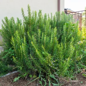 Rosemary Live Plant 3-5 Inches Tall - Fragrant Edible Herb for Indoor & Outdoor - Image 3