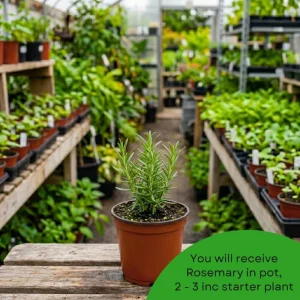Rosemary Live Plant 3-5 Inches Tall - Fragrant Edible Herb for Indoor & Outdoor - Image 5