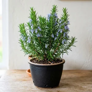 Rosemary Live Plant 3-5 Inches Tall - Fragrant Edible Herb for Indoor & Outdoor - Image 6