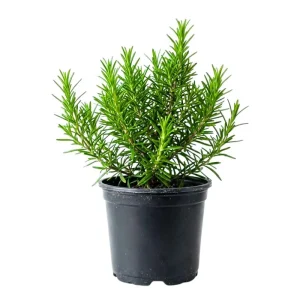 Rosemary Live Plant 3-5 Inches Tall - Fragrant Edible Herb for Indoor & Outdoor - Image 1