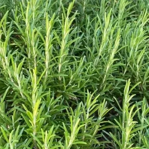 Rosemary Live Plant – 4 Inch Pot – Fragrant Culinary Herb for Garden & Containers - Image 5