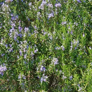 Rosemary Live Plant – 4 Inch Pot – Fragrant Culinary Herb for Garden & Containers - Image 6