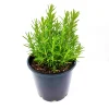 Rosemary Live Plant – 4 Inch Pot – Fragrant Culinary Herb for Garden & Containers - Image 1