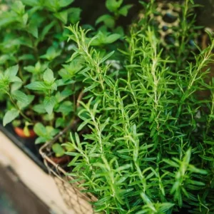 Rosemary Live Plant – 4 Inch Pot – Herb Garden Seedling for Indoor/Outdoor - Image 2