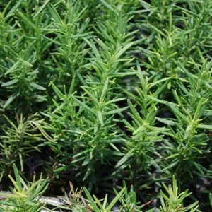 Rosemary Live Plant – 4 Inch Pot – Herb Garden Seedling for Indoor/Outdoor - Image 3