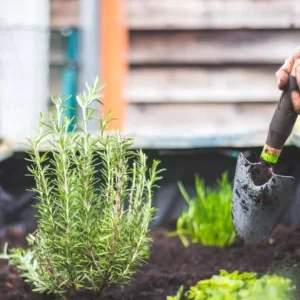 Rosemary Live Plant – 4 Inch Pot – Herb Garden Seedling for Indoor/Outdoor - Image 5