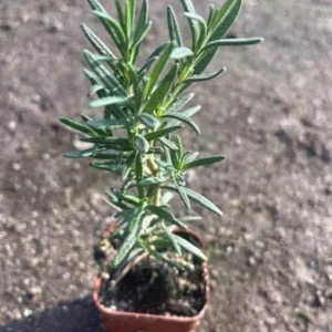 Rosemary Live Plant – 4 Inch Pot – Herb Garden Seedling for Indoor/Outdoor - Image 6