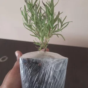 Rosemary Live Plant – 4 Inch Pot – Herb Garden Seedling for Indoor/Outdoor - Image 7