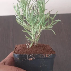 Rosemary Live Plant – 4 Inch Pot – Herb Garden Seedling for Indoor/Outdoor - Image 8