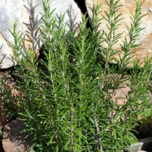 Rosemary Live Plant – 8-inch Tall Culinary Herb – Outdoor Garden & Patio - Image 2