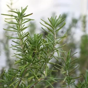 Rosemary Live Plant – 8-inch Tall Culinary Herb – Outdoor Garden & Patio - Image 3