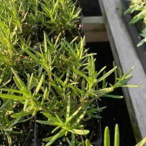 Rosemary Live Plant – 8-inch Tall Culinary Herb – Outdoor Garden & Patio - Image 4