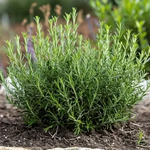 Rosemary Live Plant – 8-inch Tall Culinary Herb – Outdoor Garden & Patio - Image 1