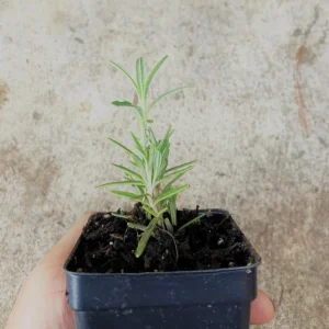 Rosemary Live Plant – 8-inch Tall Culinary Herb – Outdoor Garden & Patio - Image 5