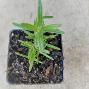 Rosemary Live Plant – 8-inch Tall Culinary Herb – Outdoor Garden & Patio - Image 6