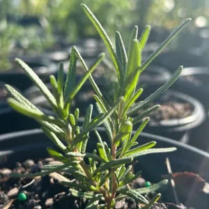 Rosemary Live Plant – 8-inch Tall Culinary Herb – Outdoor Garden & Patio - Image 7