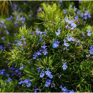 Rosemary Live Plant for Planting - Perennial Herb in 4