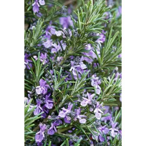 Rosemary Live Plant for Planting - Perennial Herb in 4