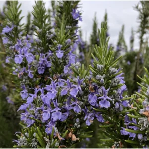 Rosemary Live Plant for Planting - Perennial Herb in 4