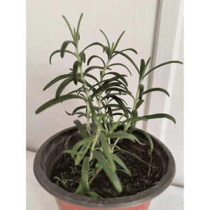 Rosemary Live Plant for Planting - Perennial Herb in 4