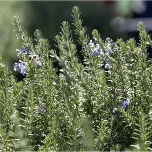 Rosemary Live Plant for Planting - Perennial Herb in 4