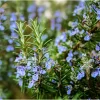 Rosemary Live Plant for Planting - Perennial Herb in 4" Pot - Image 1