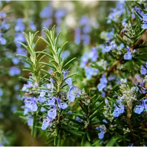 Rosemary Live Plant for Planting - Perennial Herb in 4