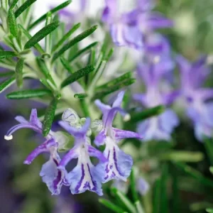 Rosemary Seeds Non-GMO Heirloom - 50+ Seeds - Outdoor Herb Gardening - Image 2