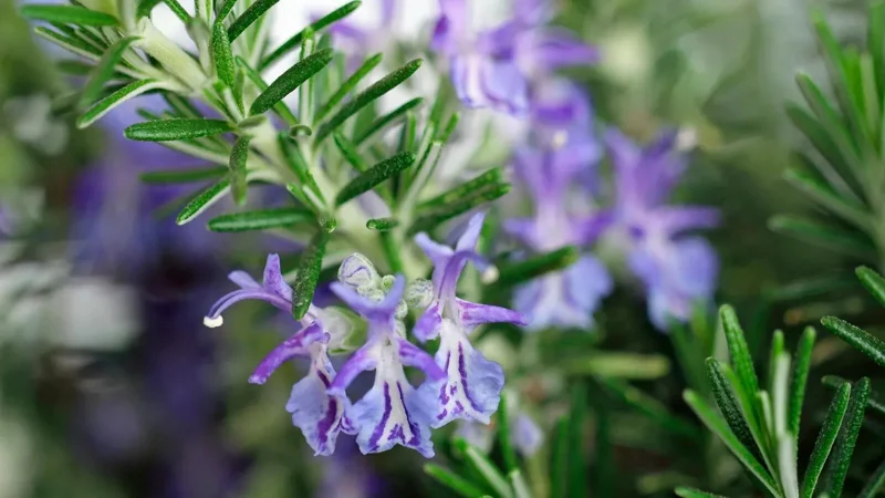 Rosemary Seeds Non-GMO Heirloom - 50+ Seeds - Outdoor Herb Gardening - Image 2
