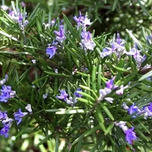 Rosemary Seeds Non-GMO Heirloom - 50+ Seeds - Outdoor Herb Gardening - Image 3
