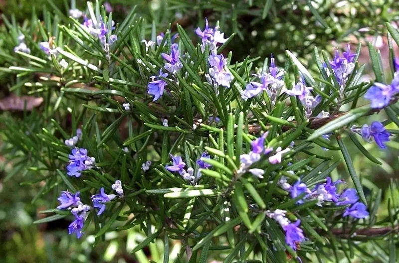 Rosemary Seeds Non-GMO Heirloom - 50+ Seeds - Outdoor Herb Gardening - Image 3