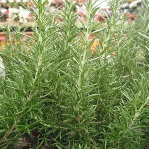 Rosemary Seeds Non-GMO Heirloom - 50+ Seeds - Outdoor Herb Gardening - Image 4