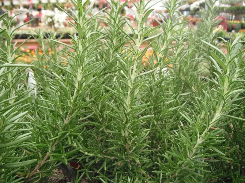 Rosemary Seeds Non-GMO Heirloom - 50+ Seeds - Outdoor Herb Gardening - Image 4