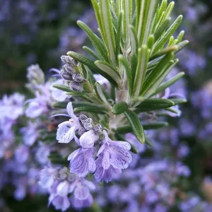 Rosemary Seeds Non-GMO Heirloom - 50+ Seeds - Outdoor Herb Gardening - Image 1