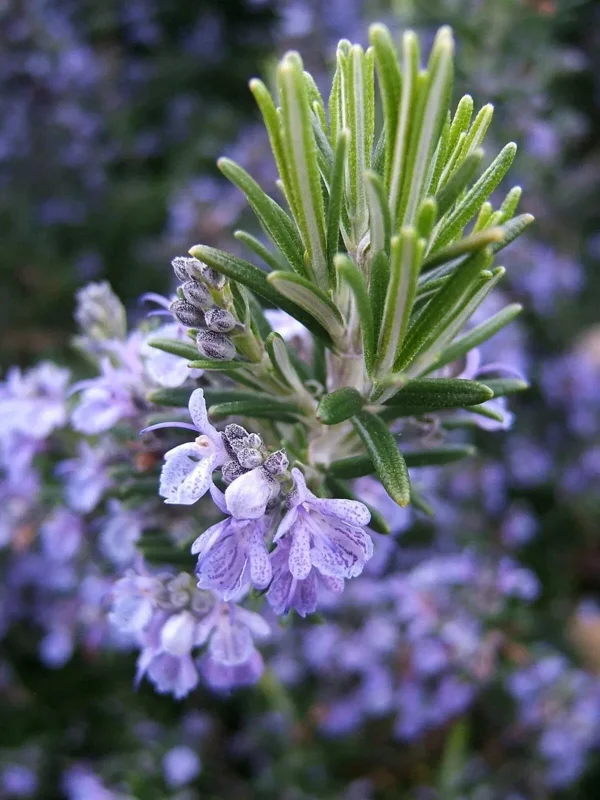 Rosemary Seeds Non-GMO Heirloom - 50+ Seeds - Outdoor Herb Gardening - Image 1